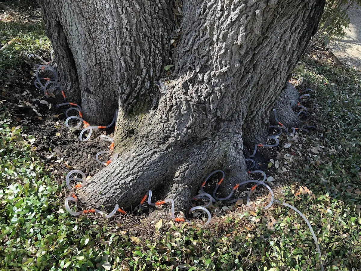 Detailed Tree Cabling and Bracing job site in Hollandale