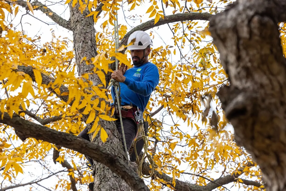Skilled Tree Planing crew working in Hollandale