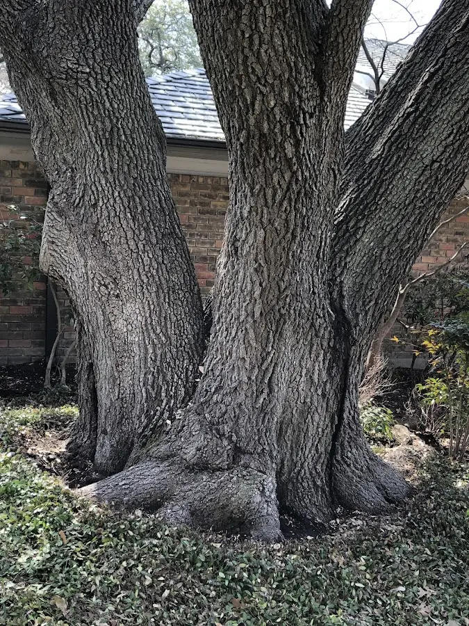 Mature heritage tree close to a Hollandale property cared for by certified arborists